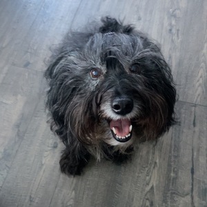 Fundraising Page: Kate Dietrich